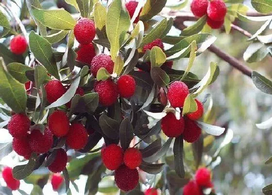 植物排行|杨梅品种排名 目前市场上最受欢迎的杨梅品种