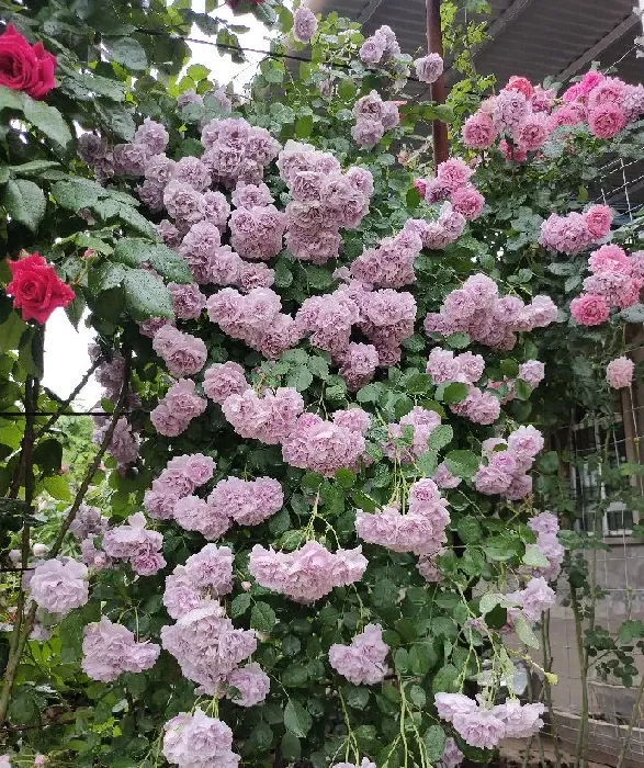 植物百科|藤本蓝色阴雨月季的优缺点（阳台养蓝色阴雨一年四季开花）