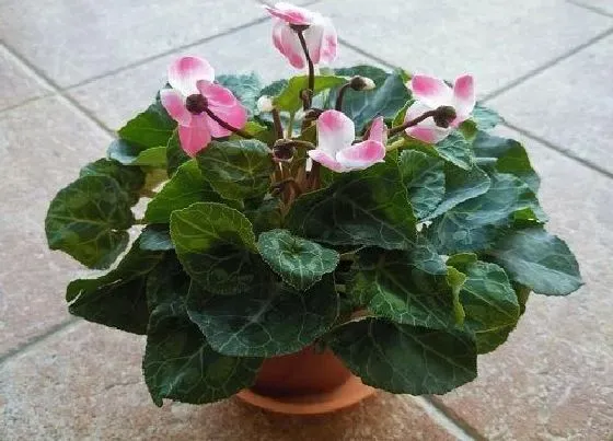 摆放常识|春节期间家里放什么花比较好（过年家里摆放什么花寓意好）