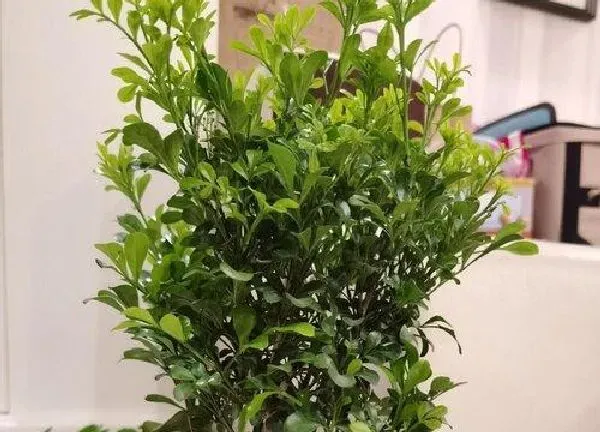 植物浇水|米兰花多久浇一次水