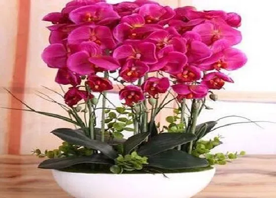 植物种类|蝴蝶兰品种名称及图片 各种颜色蝴蝶兰大全