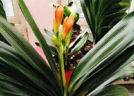 植物排行|君子兰什么品种最好最名贵 珍贵君子兰品种排名
