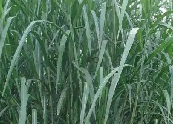 植物百科|杂交王草是多年生吗