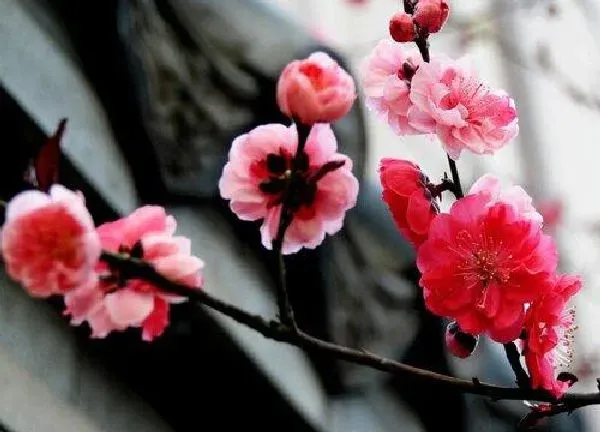 植物浇水|梅花开花时能浇水吗