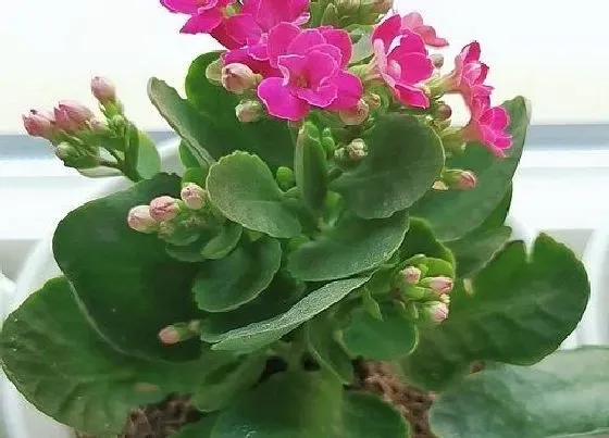 植物百科|长寿花是多年生吗
