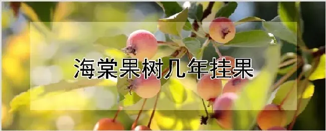 海棠果树几年挂果 | 养殖技术