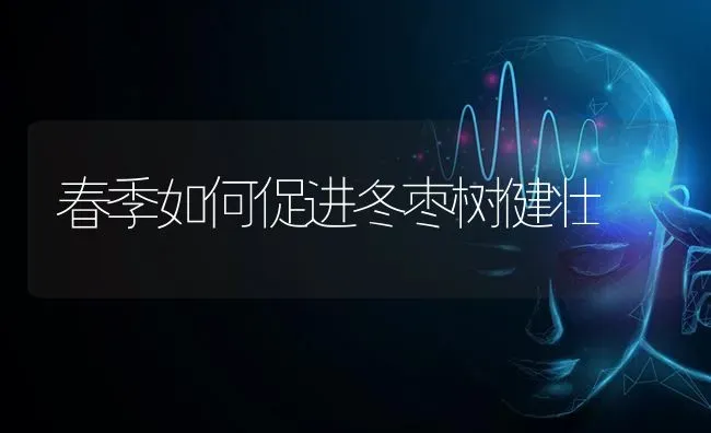 春季如何促进冬枣树健壮 | 瓜果种植