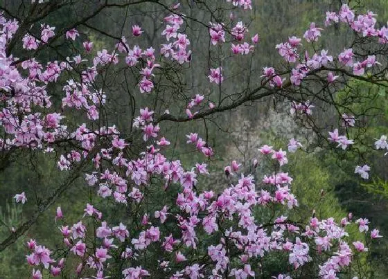 花期|辛夷花期时间 花期是什么时候