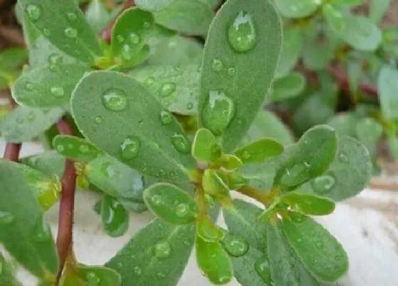 冬天植物|马齿苋冬天会死吗 盆栽马齿苋能过冬吗