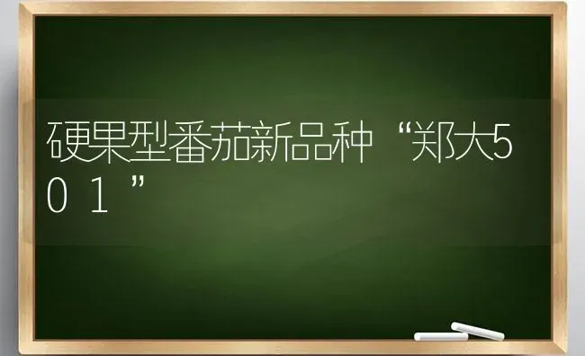 硬果型番茄新品种“郑大501” | 瓜果种植