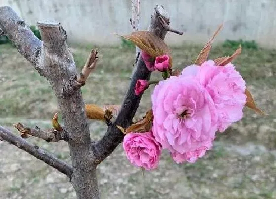 种植长叶|樱花是先开花后长叶吗