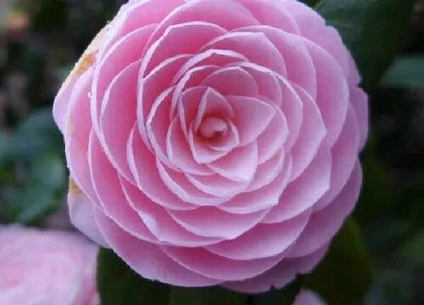 养殖科普|山茶花在北方能养活吗（买回来的山茶花怎么养不活）