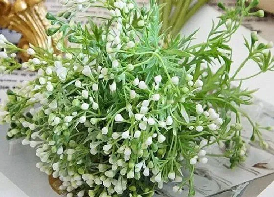 种植管理|艾草什么时候收割最好 一年能收割几次