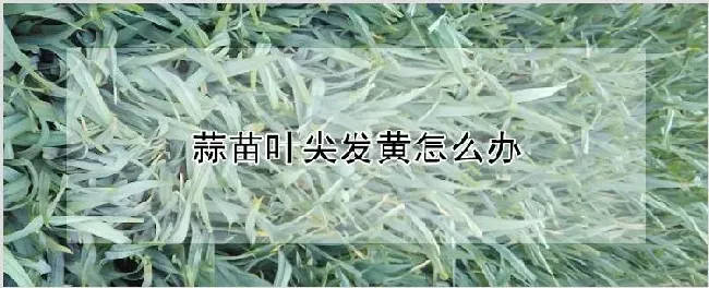 蒜苗叶尖发黄怎么办 | 种植技术