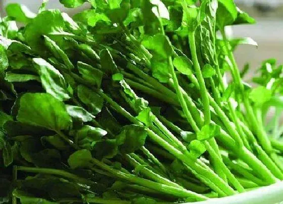 植物百科|西洋菜又叫什么菜