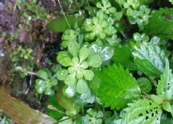 植物百科|和蚂蚁菜很像的草