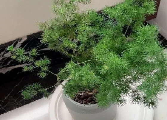 植物招财|射手座养什么植物旺财