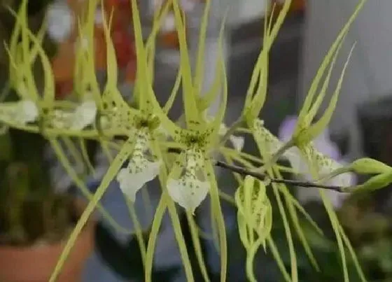 植物排行|热带雨林的植物有哪些