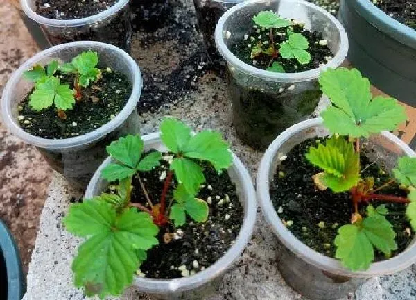 植物移栽|草莓什么时候分株