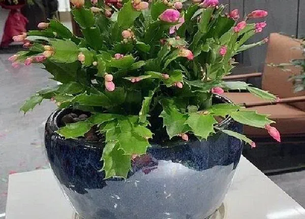 植物浇水|蟹爪兰可以浇啤酒水吗