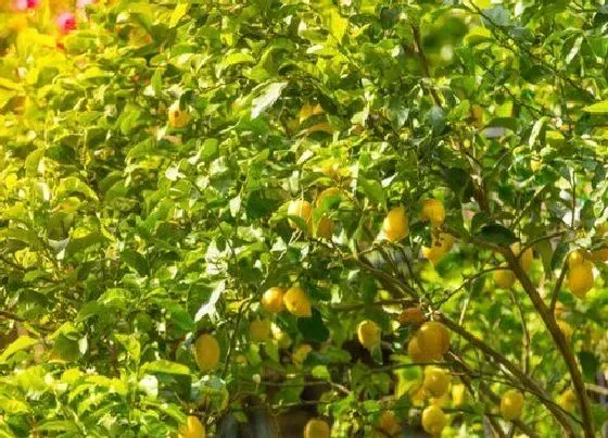 植物播种|柠檬什么时候播种合适