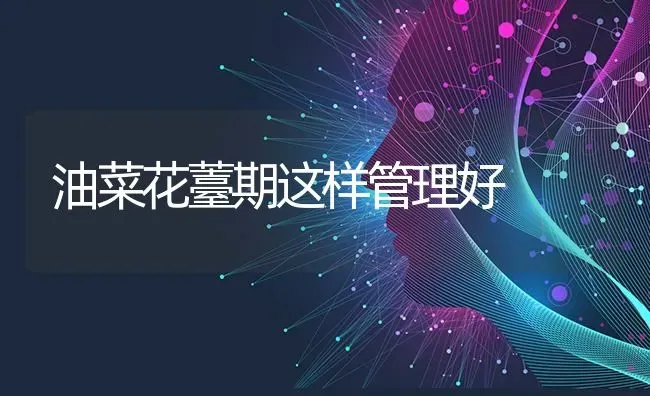 油菜花薹期这样管理好 | 粮油作物种植