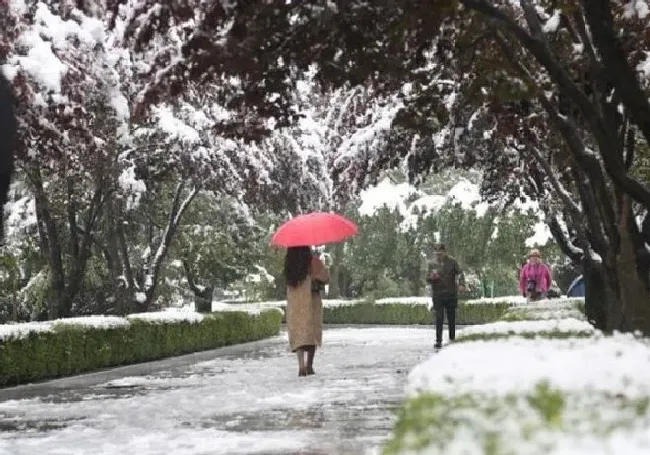 冬天植物|全国多地迎入秋后首场降雪 各地陆续迎来降雪