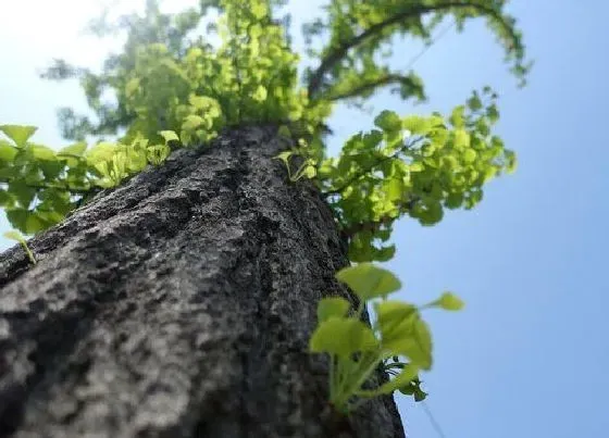 植物百科|银杏树有公母之分吗 怎么区分公树和母树