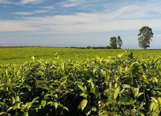 果实成熟|油茶采摘时间和收获季节