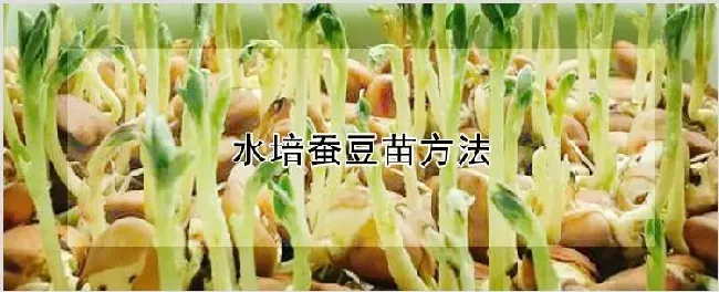 水培蚕豆苗方法 | 农业技术