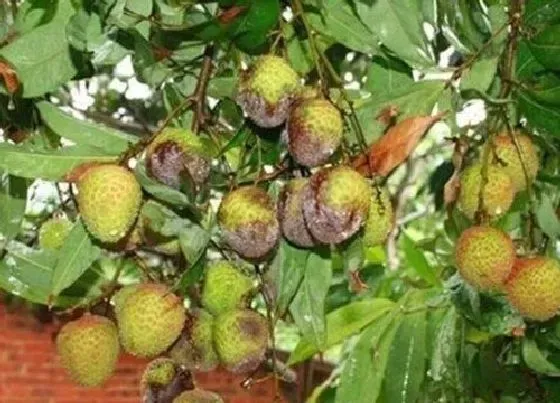 植物虫害|荔枝病虫害防治技术与方法措施