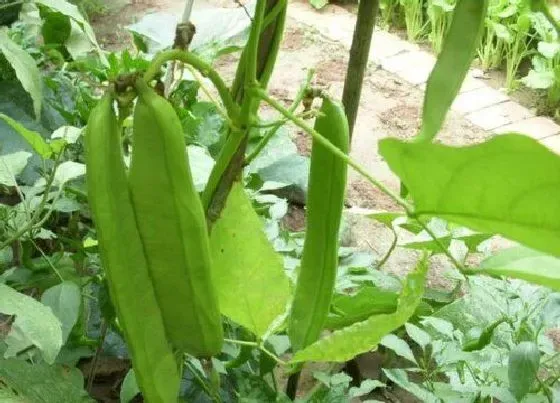 种植管理|刀豆什么季节种植合适