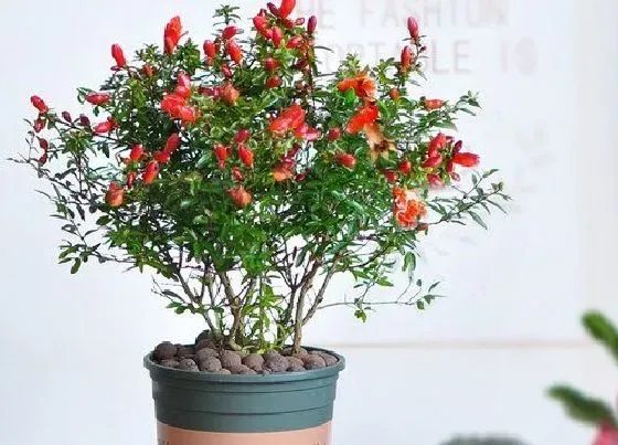 种植管理|石榴盆景几年结果实