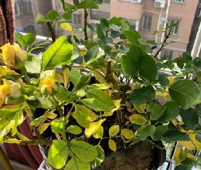 植物浇水|月季水大闷根的表现（月季花水多烂根闷根处理方法）
