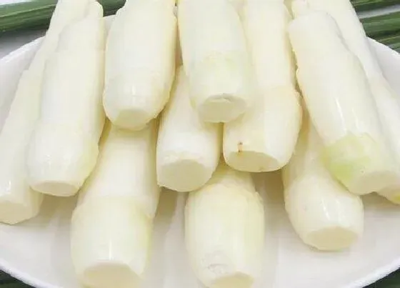 植物百科|茭白在农村叫什么