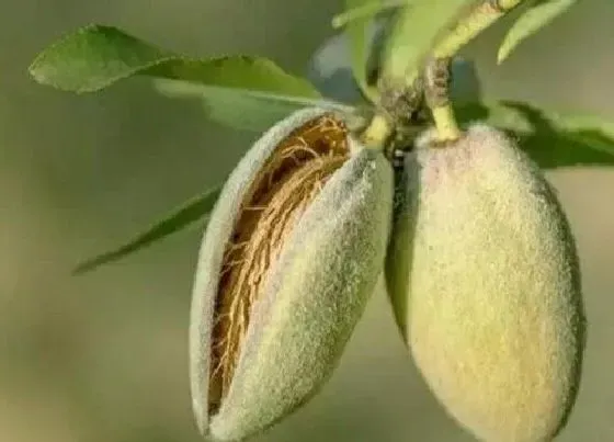 植物产地|巴旦木是哪里的特产