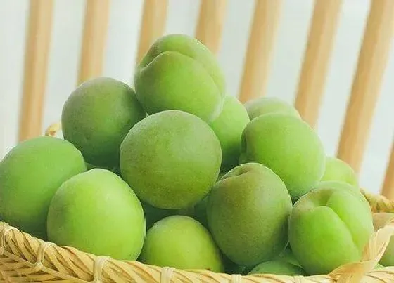 食用科普|青梅是热性还是凉性水果