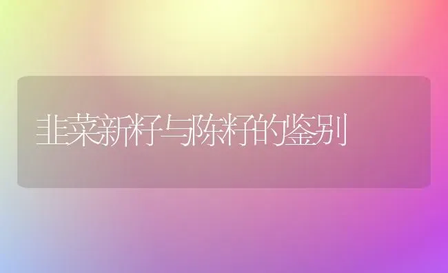 韭菜新籽与陈籽的鉴别 | 蔬菜种植