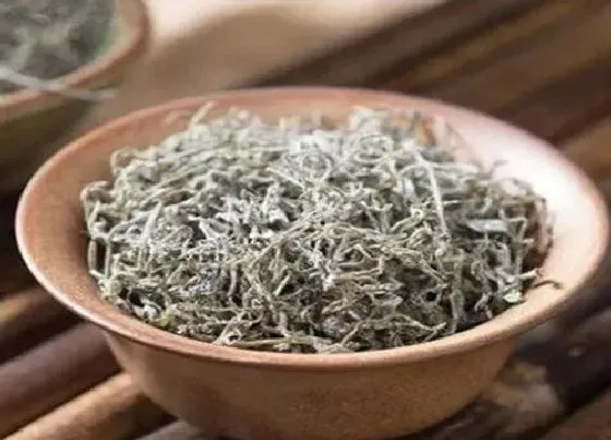 植物产地|莓茶哪里产的好 湖南莓茶主要产地在什么地方