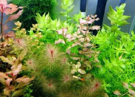 摆放风水|家里养水草对风水好吗