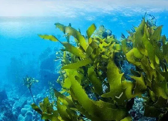 植物繁殖|海带怎么繁殖后代 孢子来繁殖方法