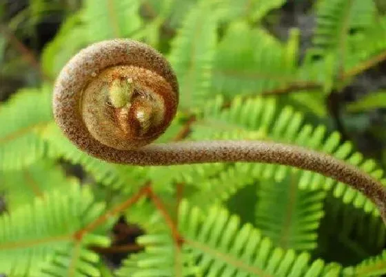 植物种类|狼蕨是种子植物吗