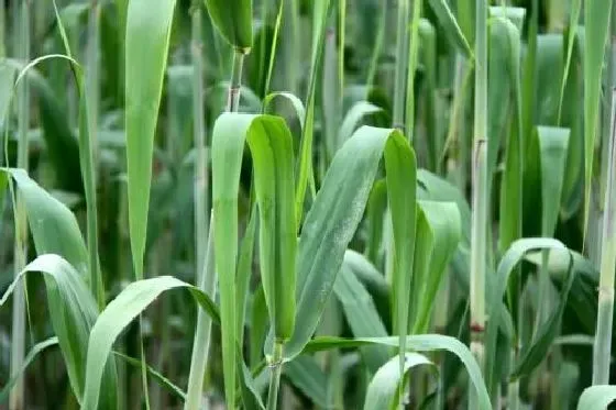 植物百科|粽叶是什么植物类别 属于什么科植物