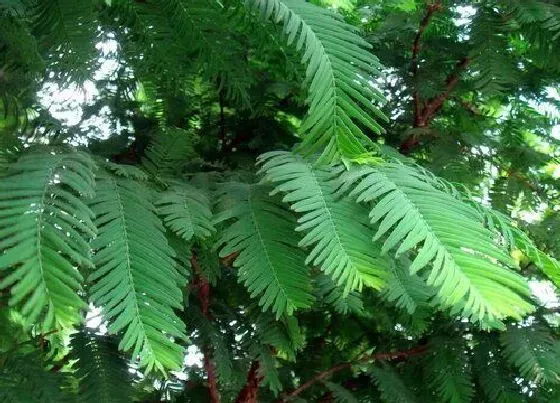 种植管理|水杉生长速度快慢 一年能长多少