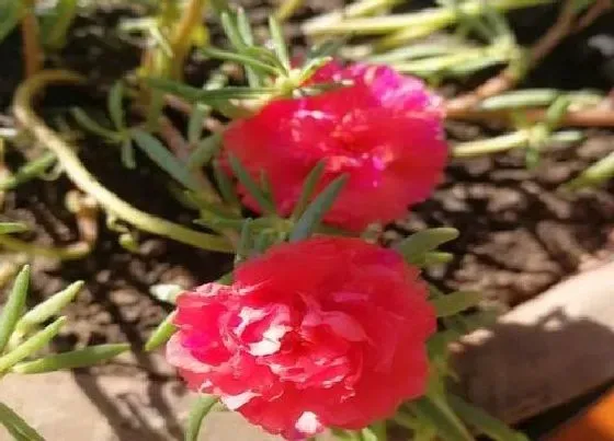 植物百科|太阳花可以淋雨吗