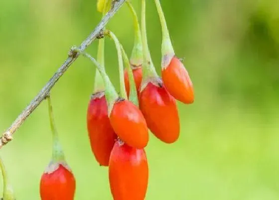 植物繁殖|枸杞怎么繁殖方法和注意事项