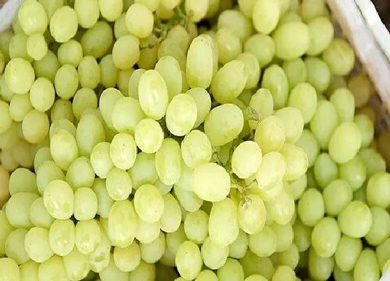 食用常识|葡萄什么季节吃最好