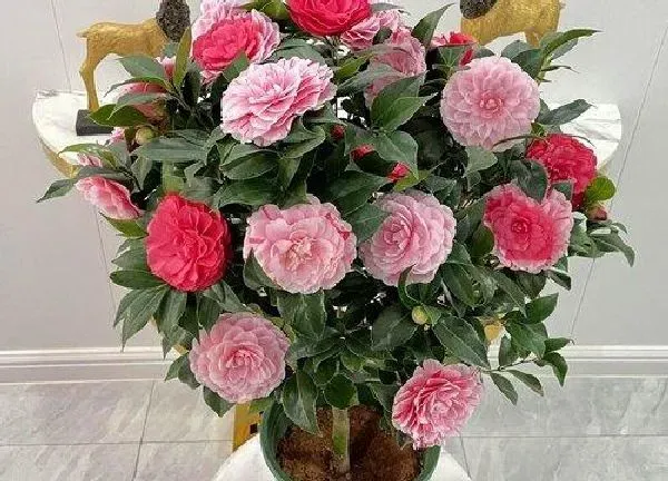 养殖科普|山茶花在北方能养活吗（买回来的山茶花怎么养不活）