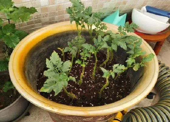 植物修剪|西红柿花期徒长怎么办