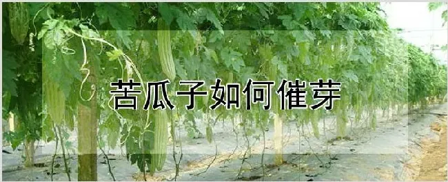 苦瓜子如何催芽 | 养殖技术